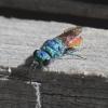 225531 – Photo : Bernard Ginesy – France (13)